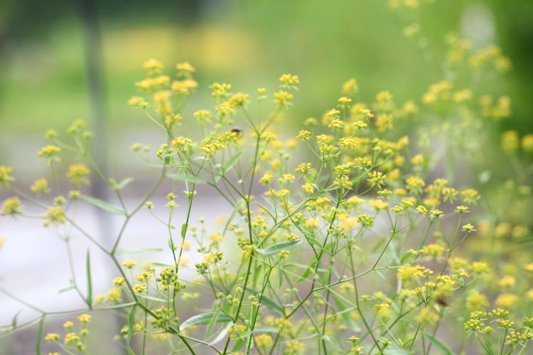 시호(약용원) (6).JPG